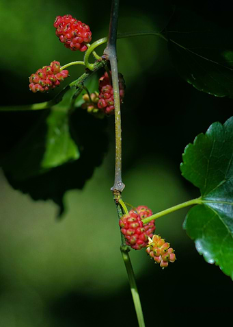 Very Berry
