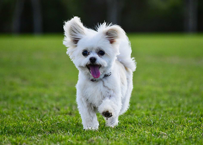 Living Teddy Bear