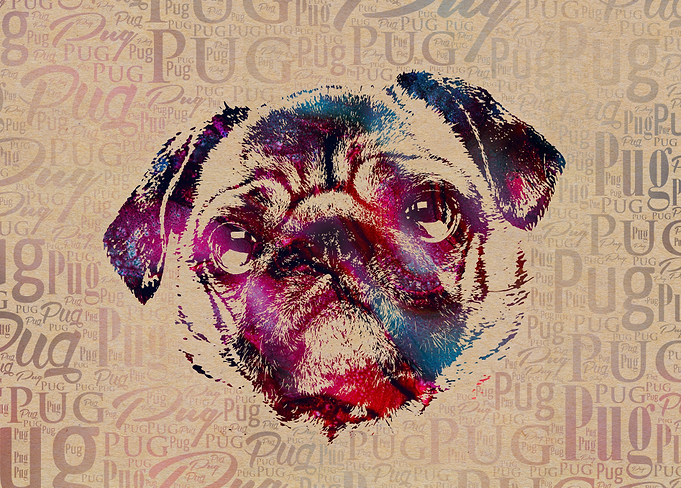 Pug dog