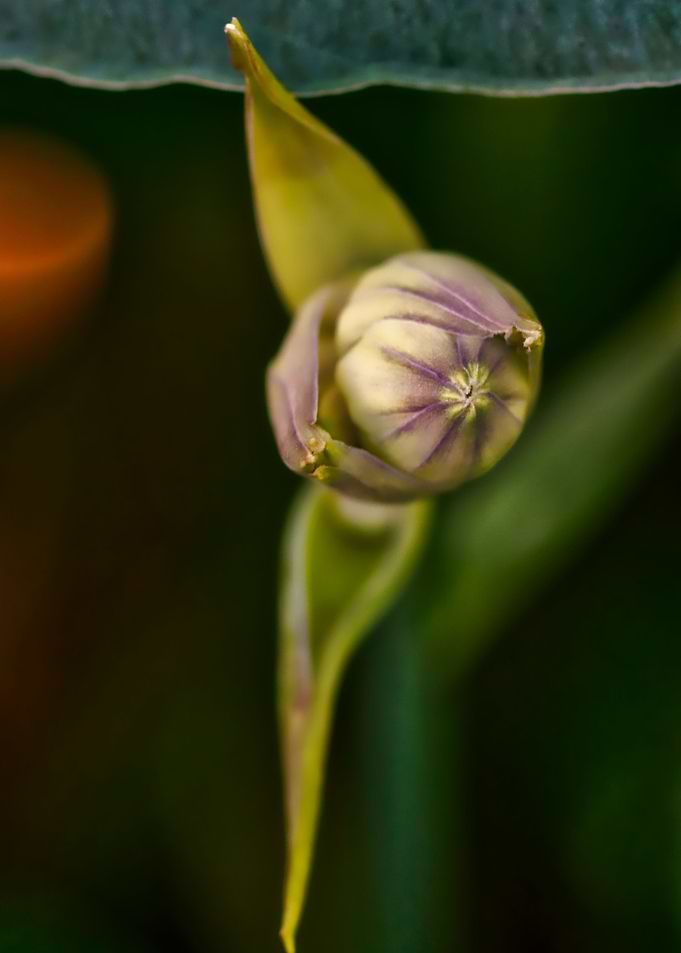 Hosta Flower