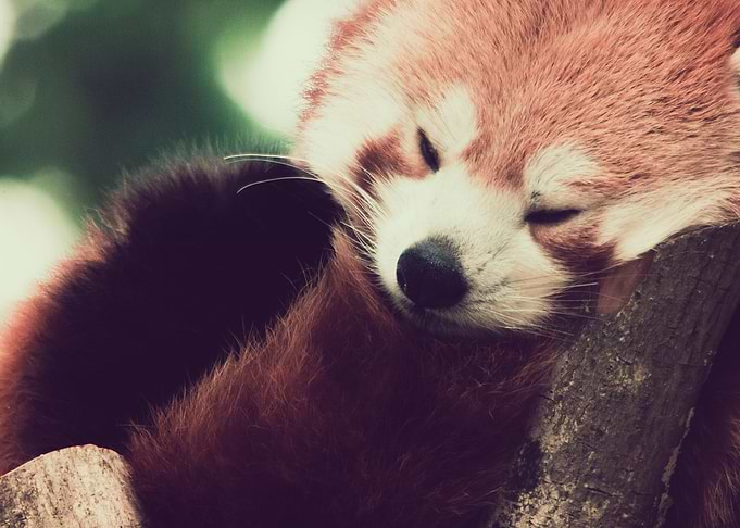 Sleeping Red Panda