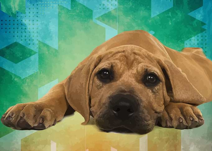Boerboel puppy