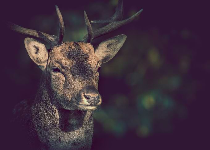 Forest Prince