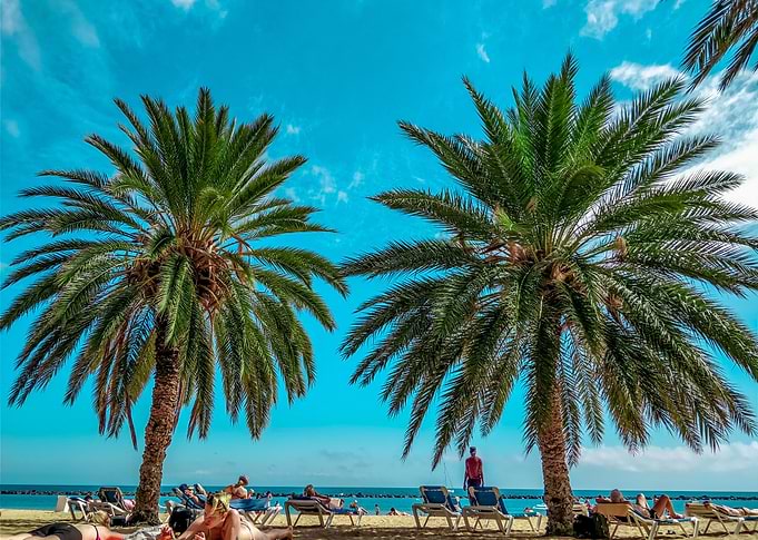 Palms in the beach