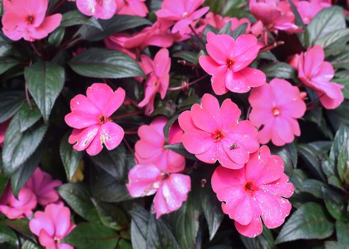 Pink Flower Background