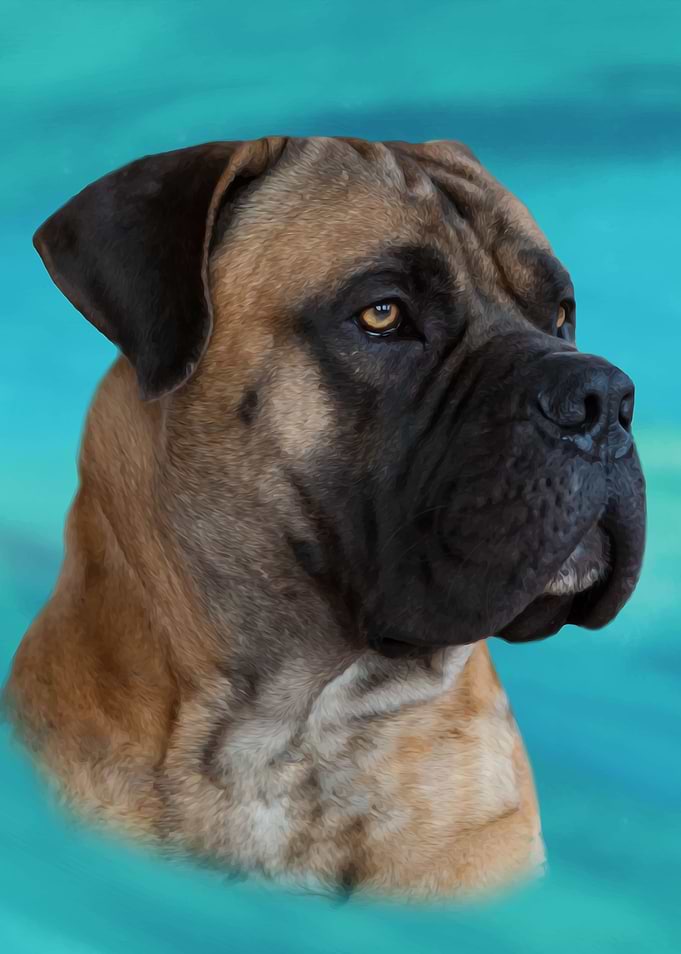Boerboel