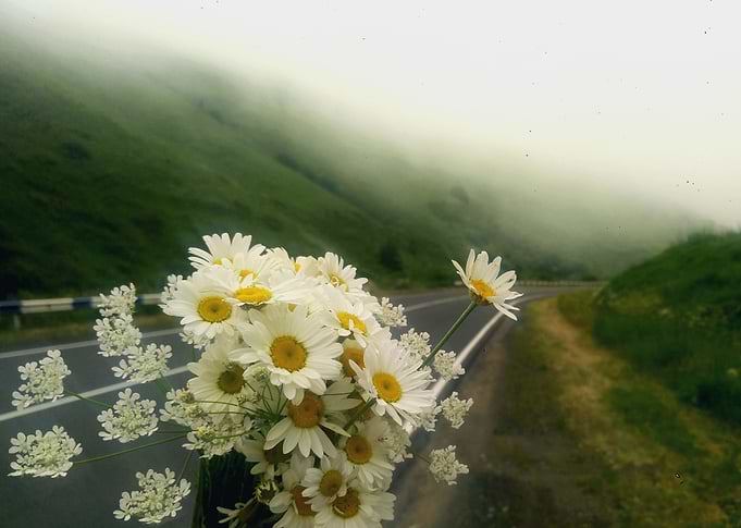 Dandelions find their road