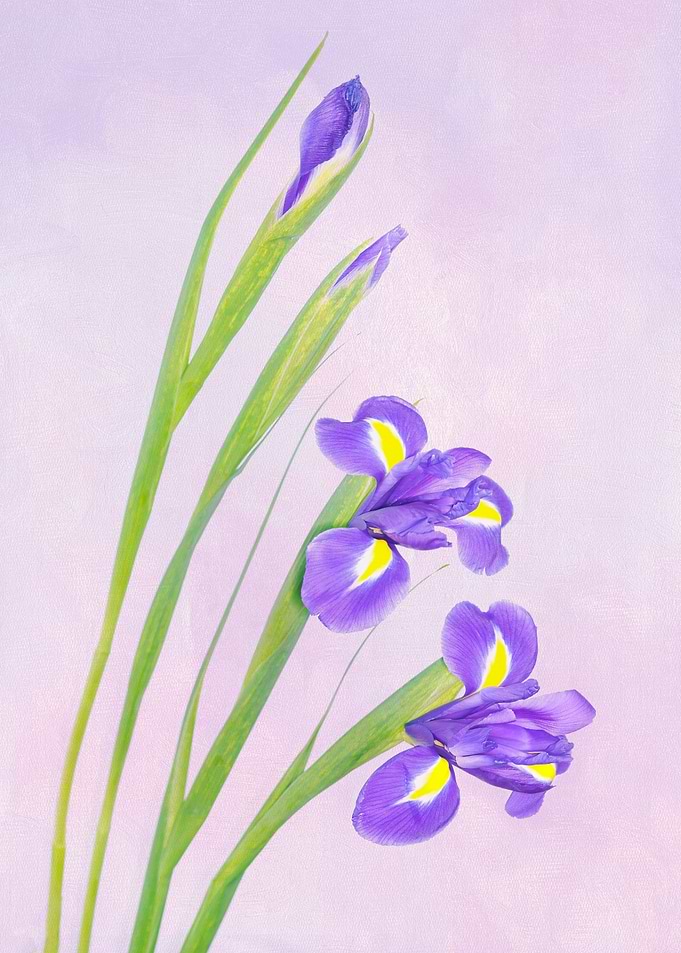 Beautiful Iris