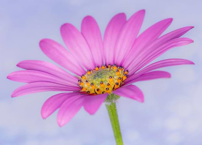 My Dear Daisy