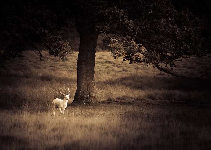 White Stag 2