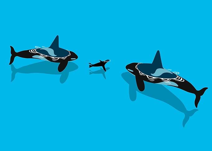 Killer whale hunting seals