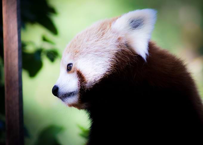 Gazing Panda
