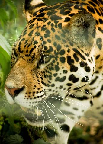 Hunt