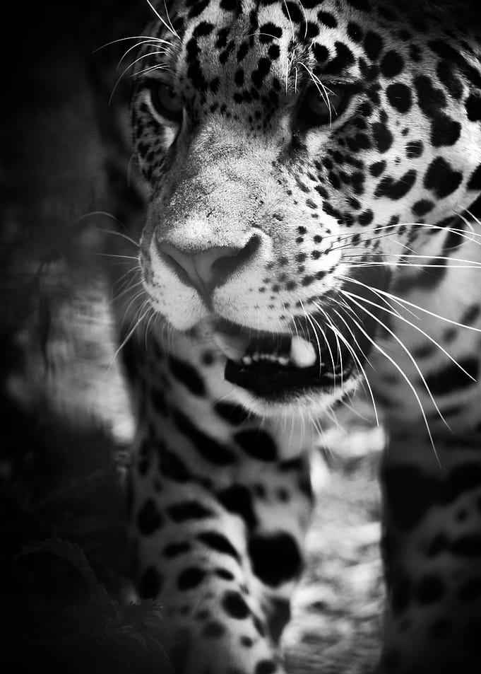 Prowl