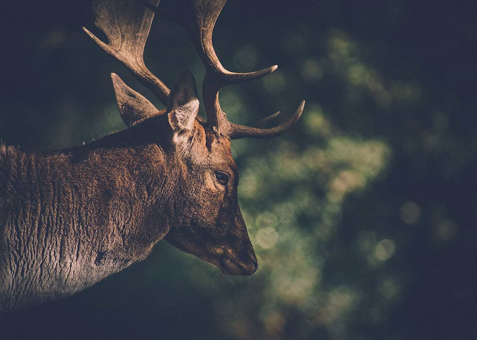 Forest Prince 2