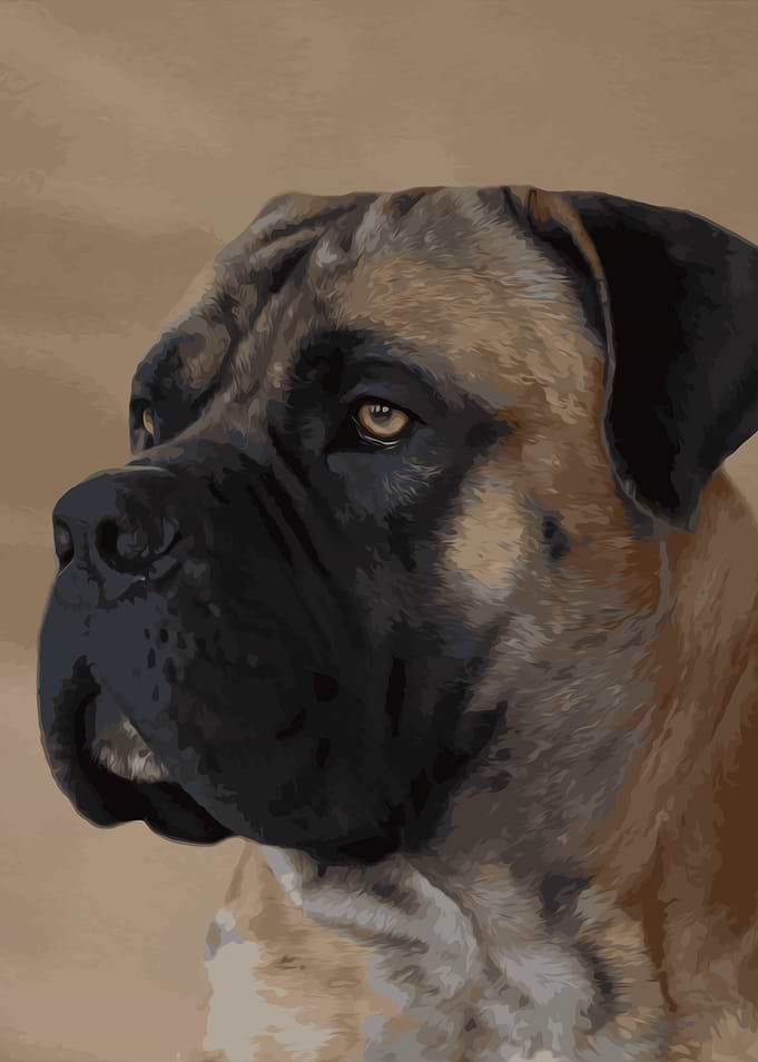 Boerboel
