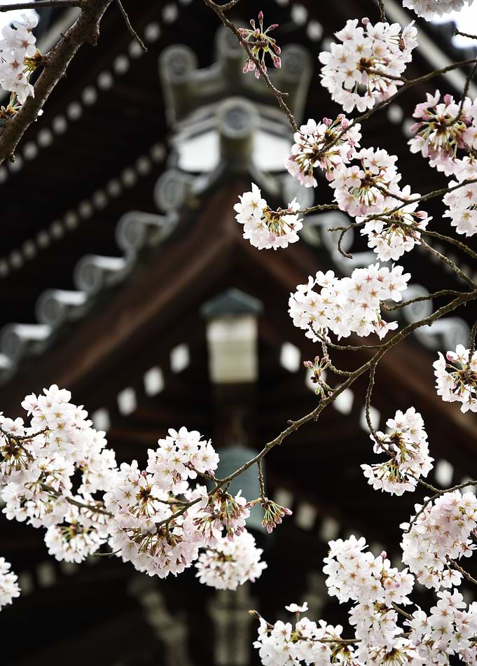 Sakura...