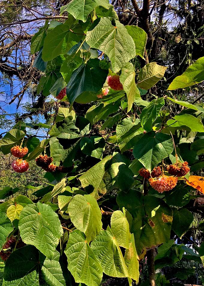 Flor Brasil-1_2018