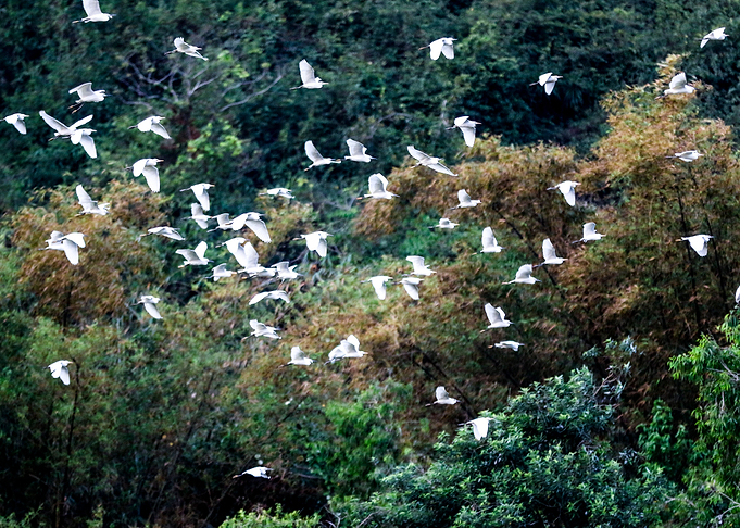 Winter Migration