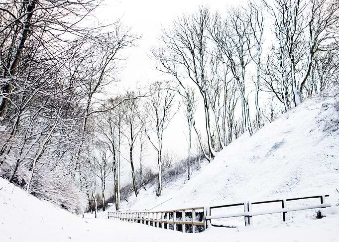 January Trees