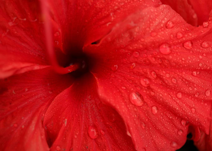 Inside hibiscus