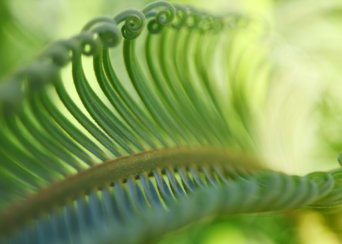 Young palm leaves