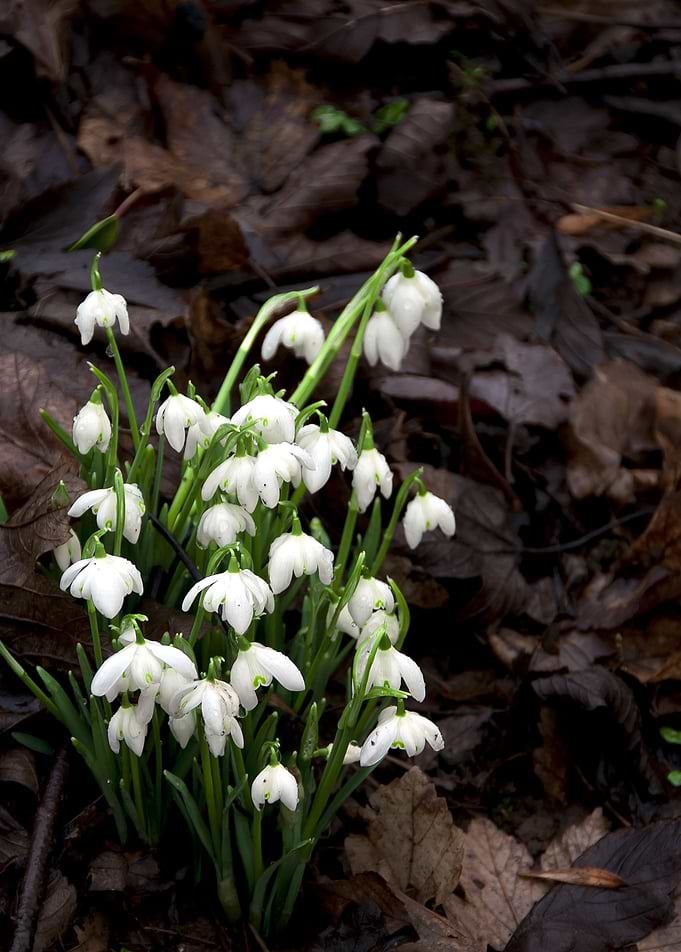 Snowdrops