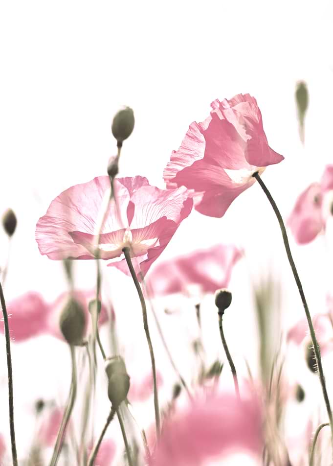 WHITE POPPY FIELD