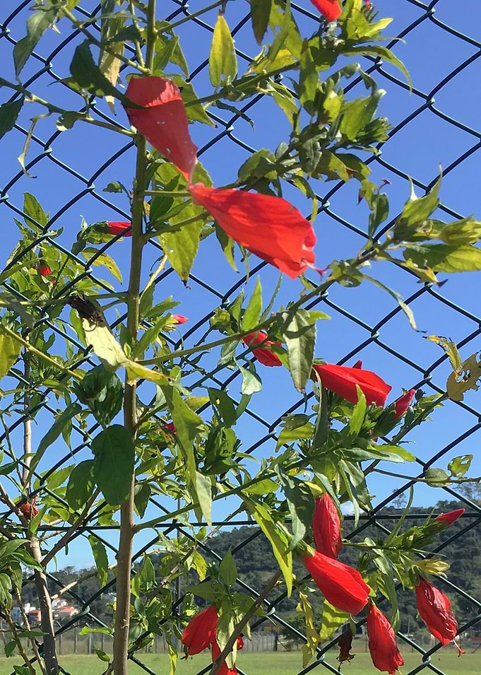Flor Brasil-2