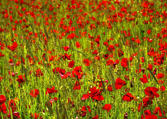 Poppies