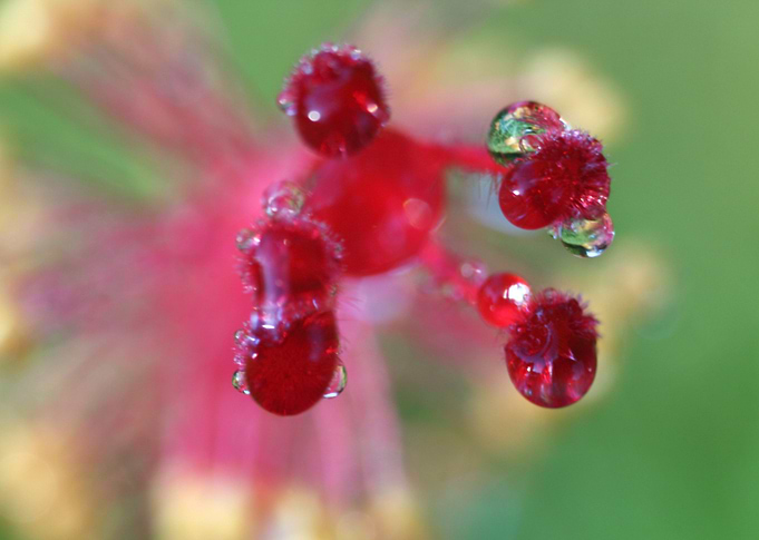 Dew drops on hibiscus