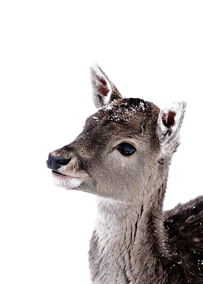 LITTLE FAWN FIONA 2