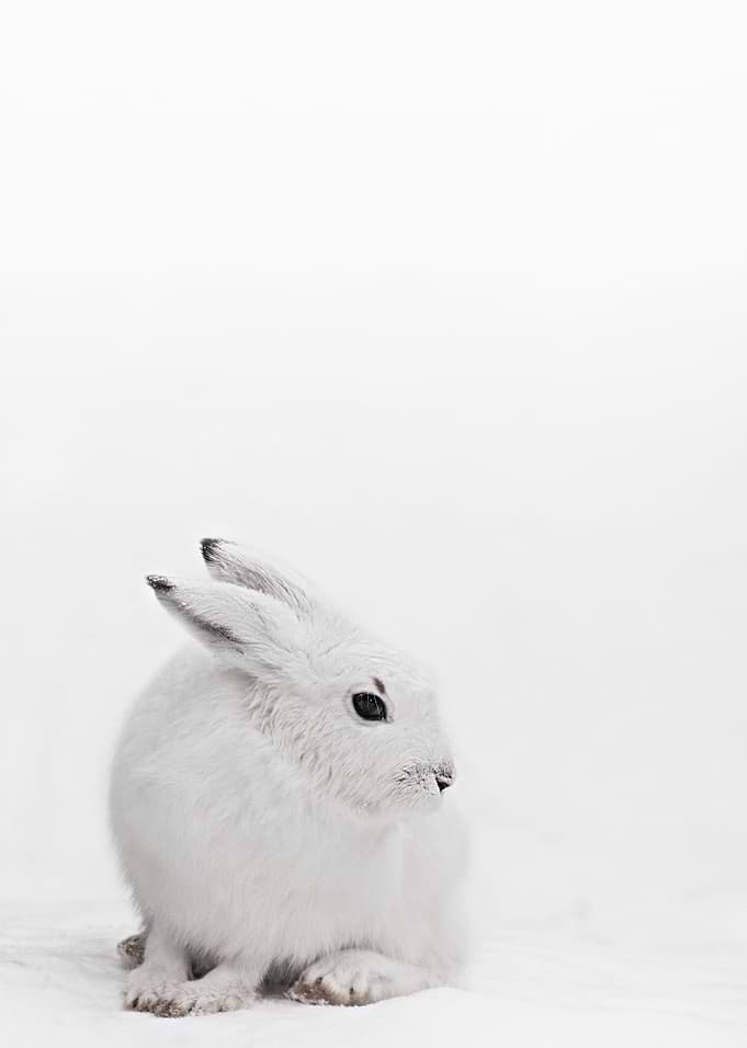ARCTIC HARE - WHITE BUNNY