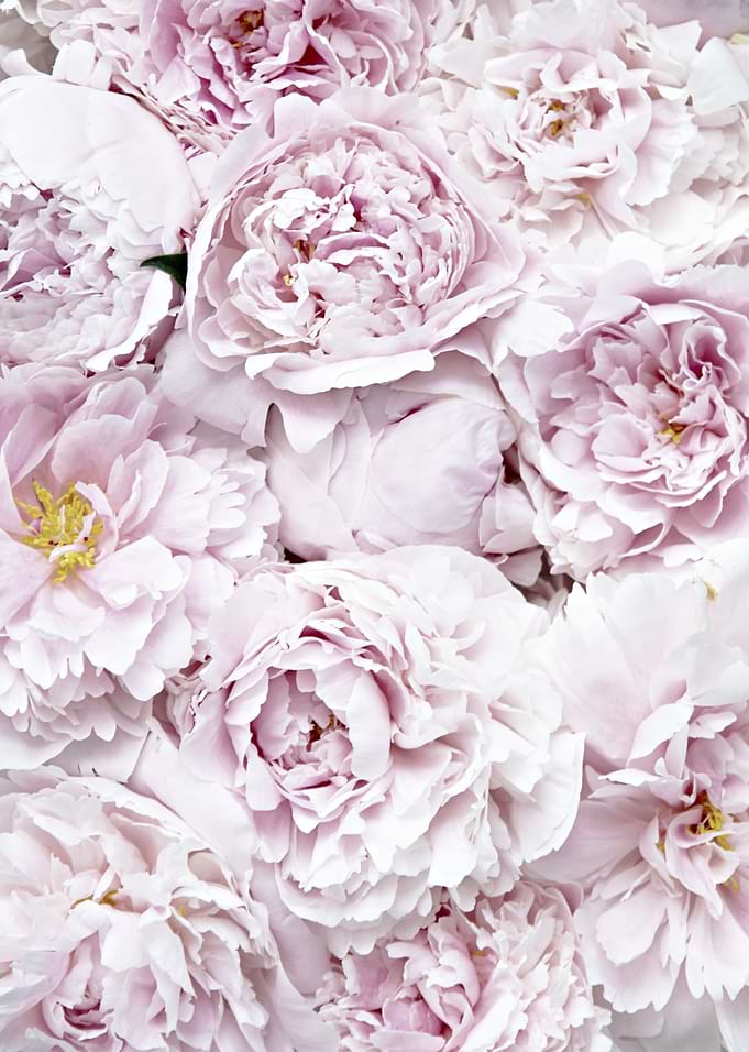 FLOWER BED PEONY