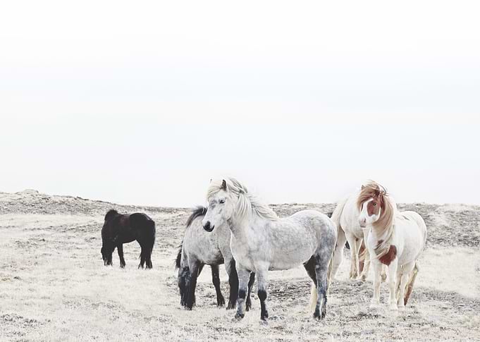 HORSES OF ICELAND 1