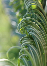 Young curly palm
