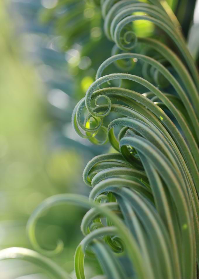 Young curly palm