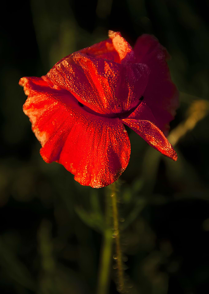 Morning Poppy
