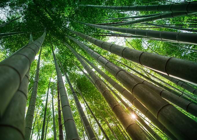 Green giants of Houkokuji