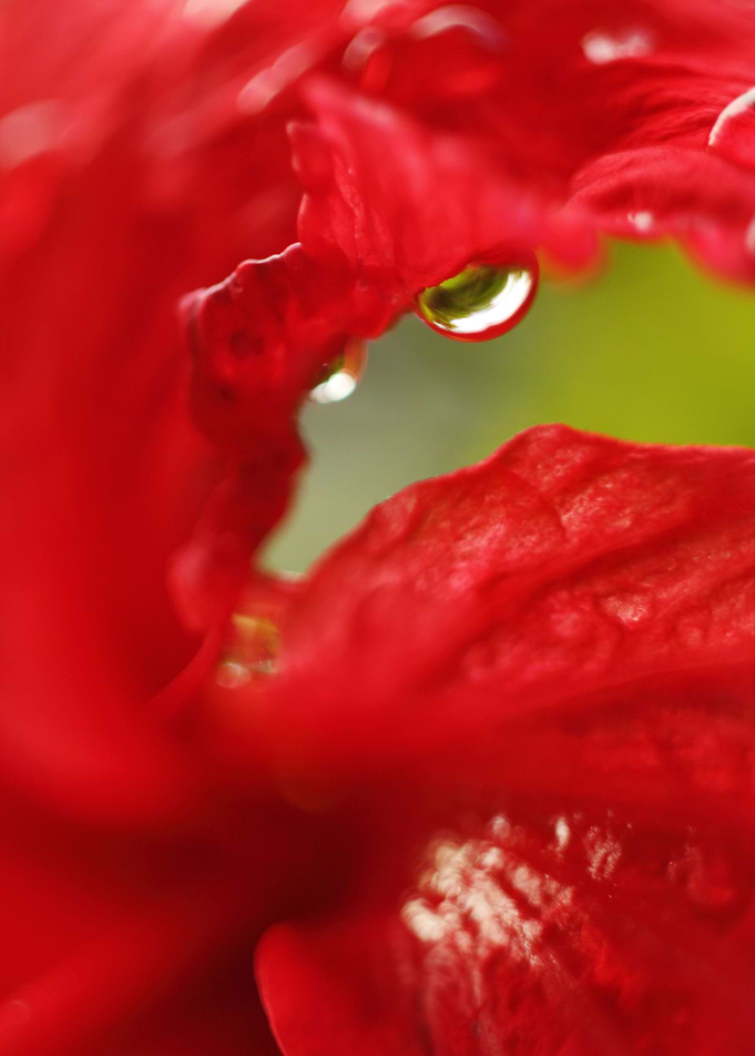 Through the petals