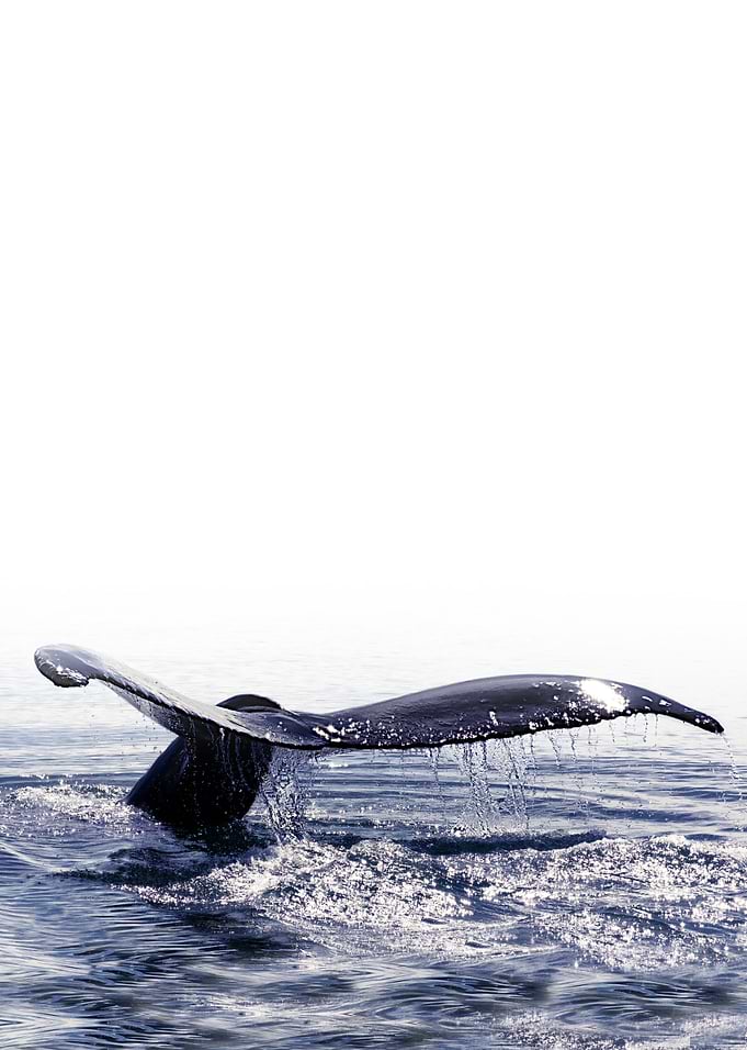 WHALE SONG 1
