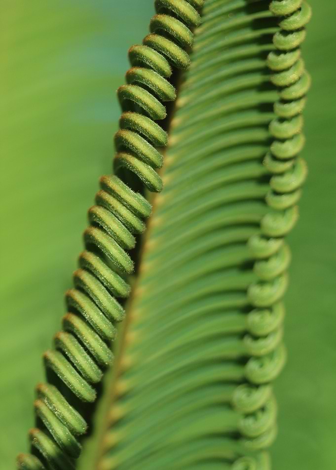 Curly palm branch