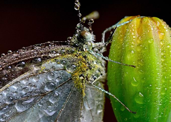 Butterfly3
