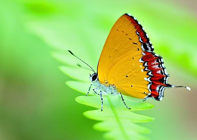 Butterfly1