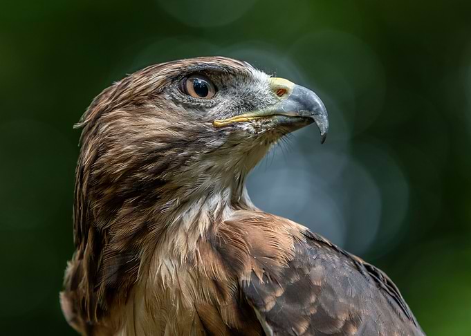 Hawk eye
