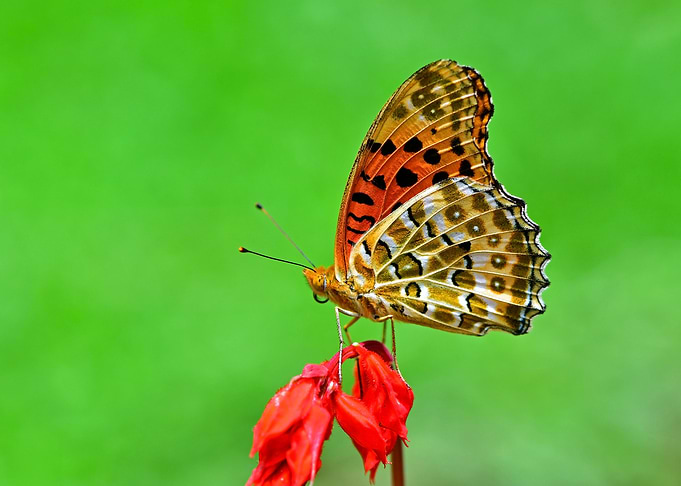 Butterfly2