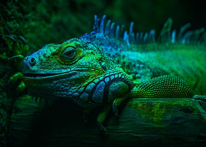 My green friend