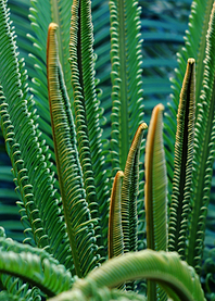 Curly palm branches