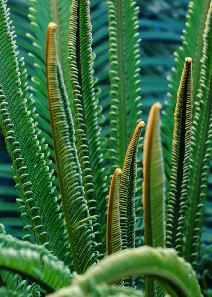 Curly palm branches
