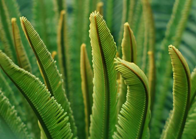 Green palm branches